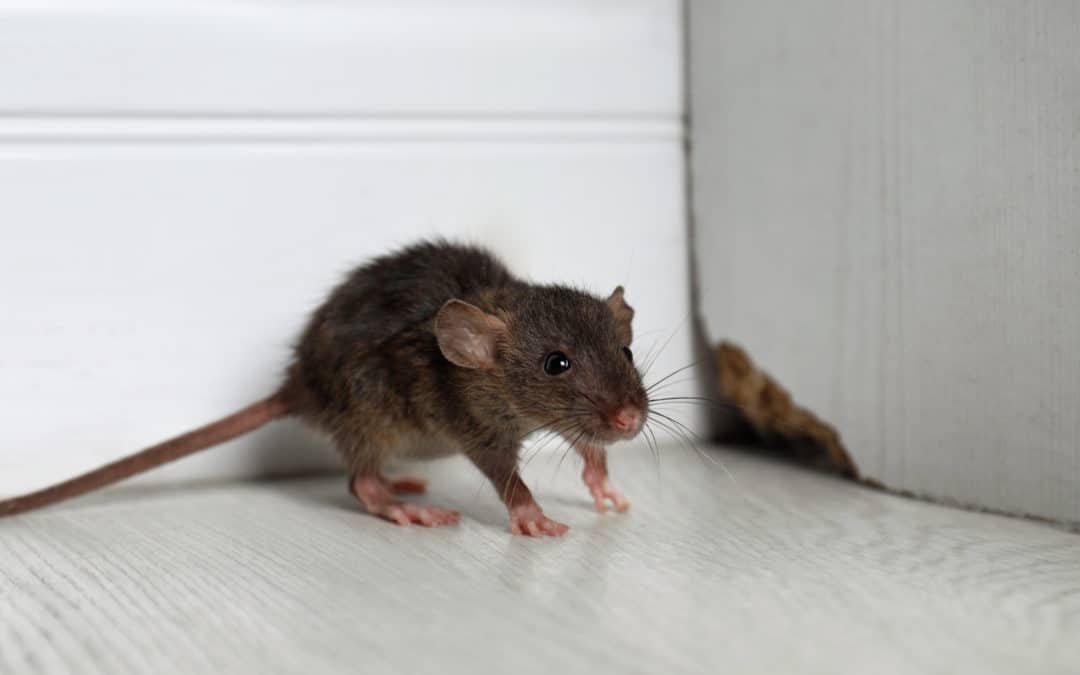 Rodent Control