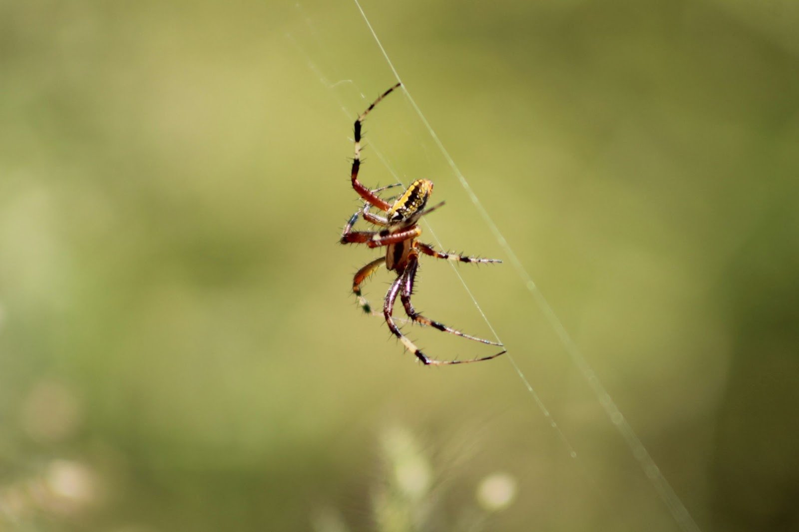 Spider Control